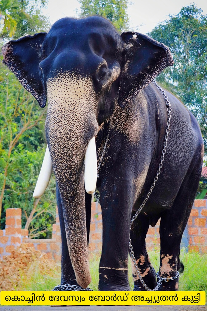 Kodungalloor Achuthankutty